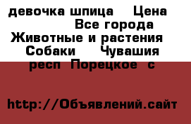 девочка шпица  › Цена ­ 40 000 - Все города Животные и растения » Собаки   . Чувашия респ.,Порецкое. с.